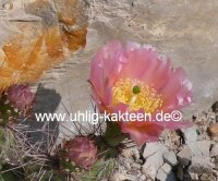 Opuntia polyacantha v. juniperina cv. Oettingen (dw)