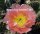 Opuntia polyacantha v. juniperina cv. Oettingen (dw)