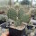 Opuntia polyacantha v. juniperina cv. Oettingen (dw)