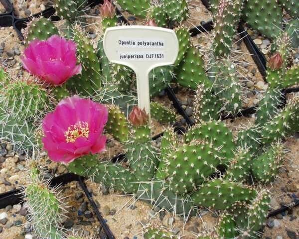 Opuntia polyacantha v. juniperina DJF 1631 (dw)