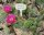 Opuntia polyacantha v. juniperina DJF 1631 (dw)