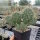 Opuntia polyacantha v. juniperina DJF 1631 (dw)