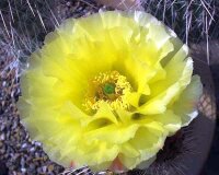 Opuntia polyacantha v. juniperina LZ 536  (dw)