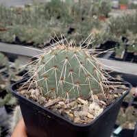 Opuntia polyacantha v. juniperina LZ 536  (dw)