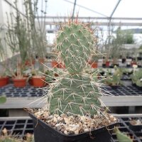 Opuntia polyacantha v. juniperina LZ 536  (dw)