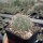 Opuntia polyacantha v. juniperina LZ 536  (dw)