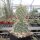 Opuntia polyacantha v. juniperina LZ 536  (dw)