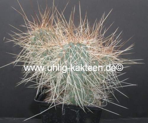 Opuntia polyacantha cv. rufispina Michael Kiesling  (dw)