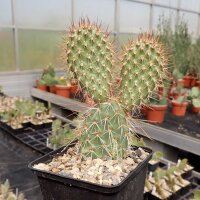 Opuntia polyacantha v. rufispina Gunlock, Utah, USA (dw)