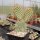 Opuntia polyacantha v. rufispina Gunlock, Utah, USA (dw)