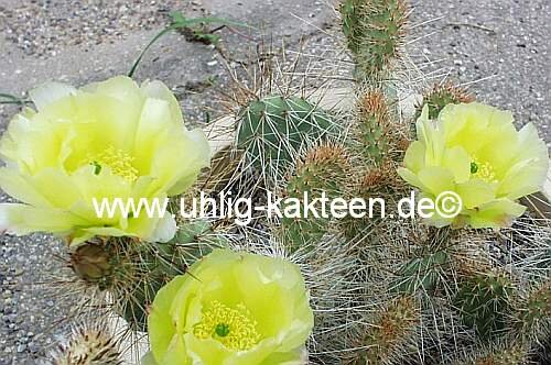 Opuntia polyacantha cv. rufispina (dw)