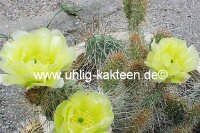 Opuntia polyacantha cv. rufispina (dw)
