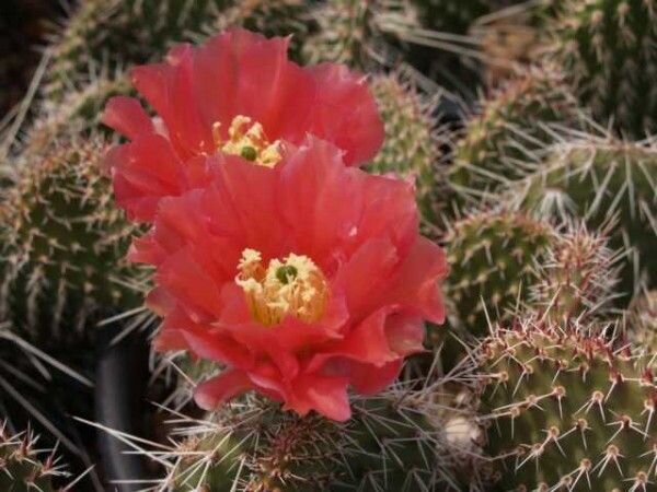 Opuntia polyacantha cv. Wibke (dw)