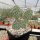 Opuntia polyacantha cv. Wibke (dw)