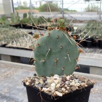 Opuntia pottsii DJF 1447 Albuquerque, Bernalillo County,...