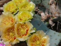Opuntia pottsii cv. Bochum (dw)