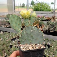 Opuntia pottsii cv. Bochum (dw)