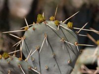 Opuntia pottsii cv. Bochum (dw)