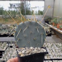 Opuntia pottsii cv. Bochum (dw)
