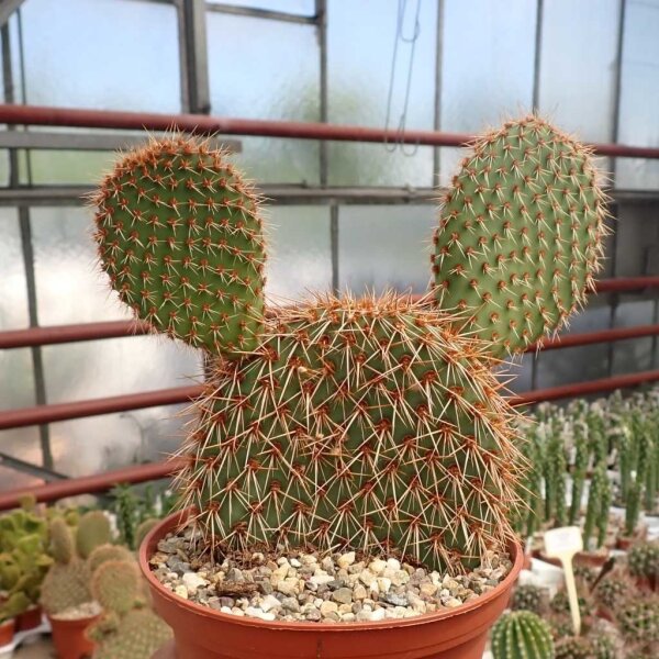 Opuntia pycnantha
