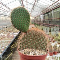 Opuntia pycnantha