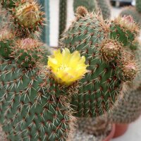 Opuntia pycnantha