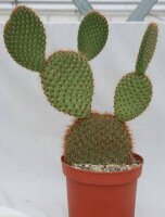 Opuntia pycnantha