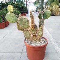 Opuntia pycnantha