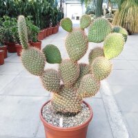 Opuntia pycnantha