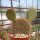 Opuntia pycnantha
