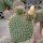 Opuntia pycnantha