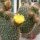 Opuntia pycnantha