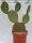 Opuntia pycnantha