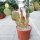 Opuntia pycnantha