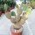 Opuntia pycnantha