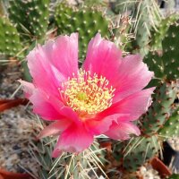 Opuntia rhodantha cv. Rosenheim (dw)