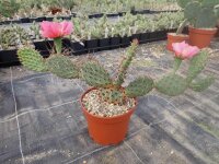 Opuntia rhodantha cv. Rosenheim (dw)