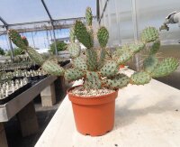 Opuntia rhodantha cv. Rosenheim (dw)
