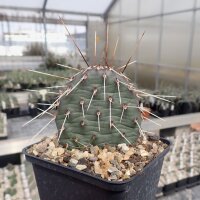 Opuntia rhodantha cv. Rosenheim (dw)