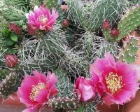 Opuntia rhodantha cv. Rosenheim (dw)