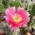 Opuntia rhodantha cv. Rosenheim (dw)