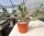 Opuntia rhodantha cv. Rosenheim (dw)