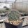 Opuntia rhodantha cv. Rosenheim (dw)