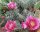 Opuntia rhodantha cv. Rosenheim (dw)