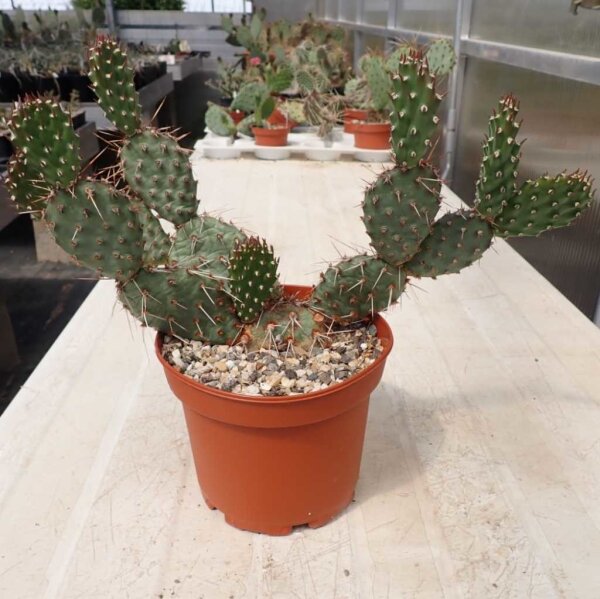 Opuntia rhodantha v. elegans (dw)