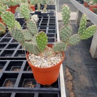 Opuntia rhodantha v. elegans (dw)