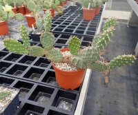 Opuntia rhodantha v. elegans (dw)