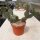 Opuntia rhodantha v. elegans (dw)