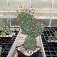 Opuntia rhodantha v. nigra (dw)