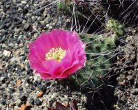 Opuntia rhodantha v. nigra (dw)